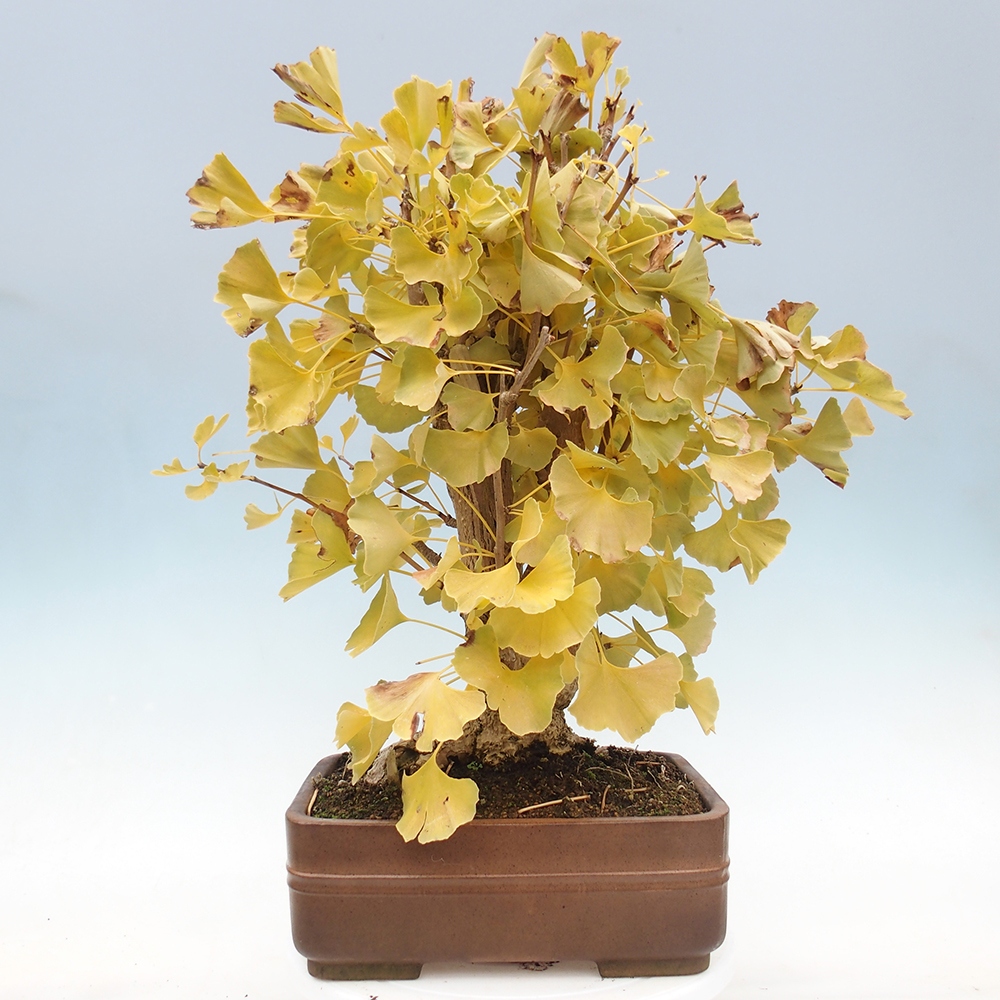 Bonsai da esterno - Ginkgo biloba - Ginkgo biloba