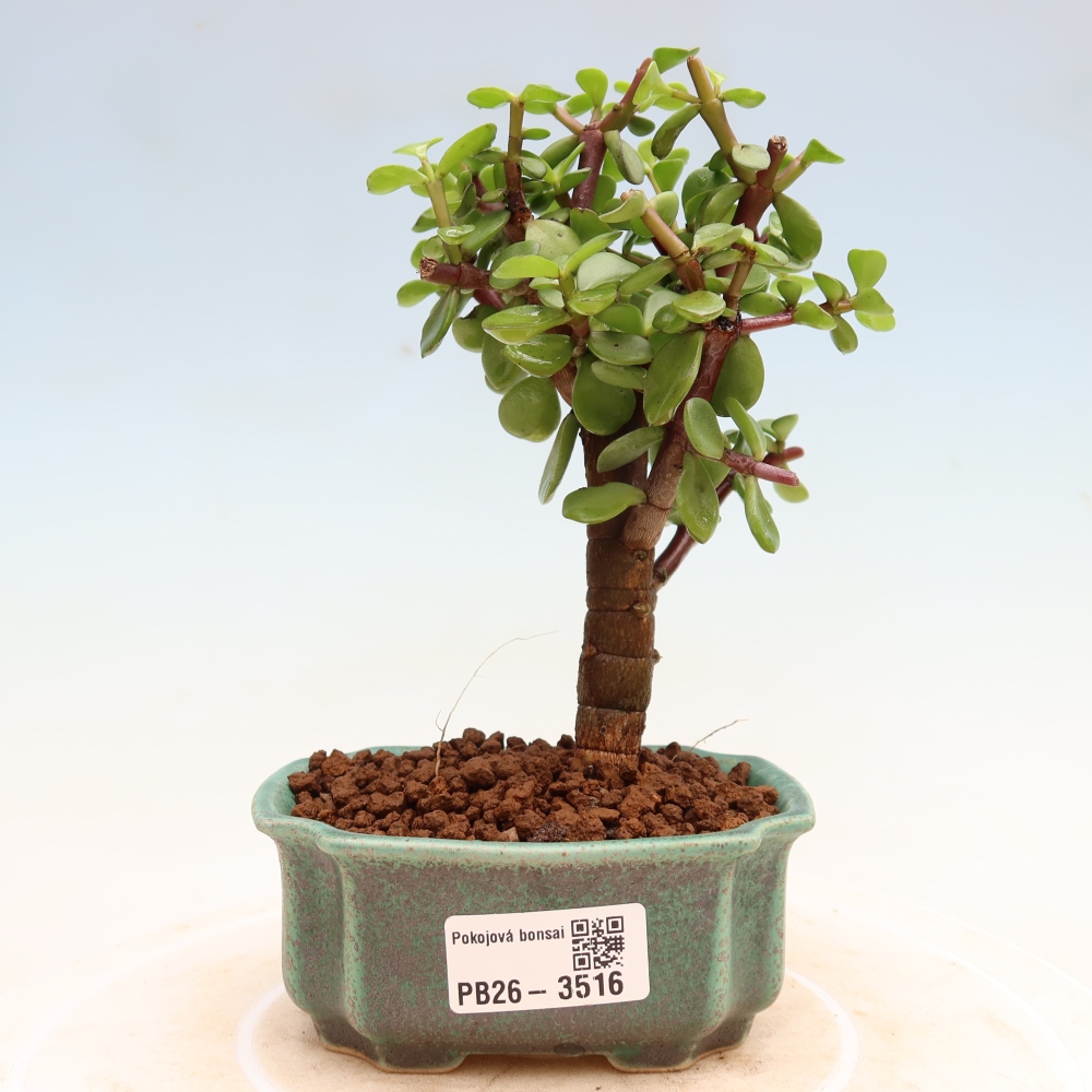 Camera bonsai - Portulakaria Afra - Tlustice