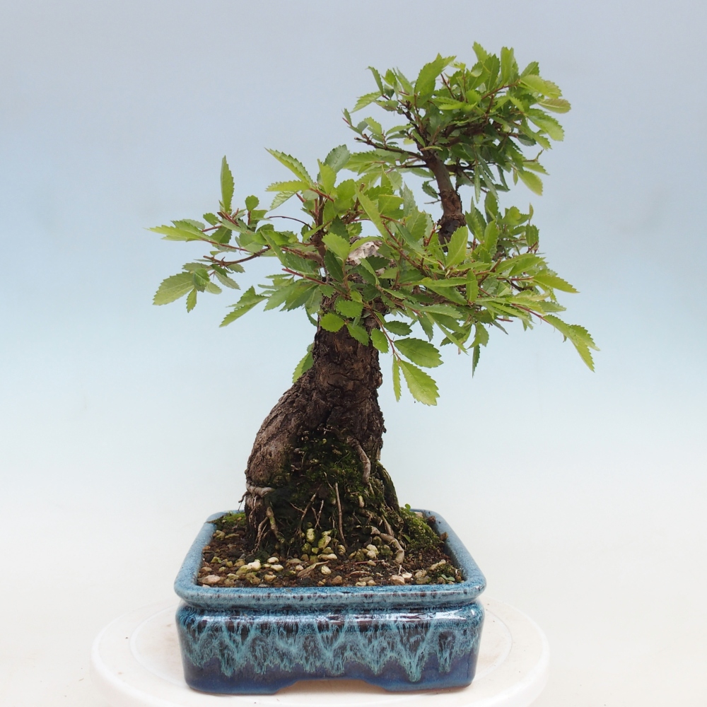 Bonsai da esterno - Zelkova - Zelkova NIRE