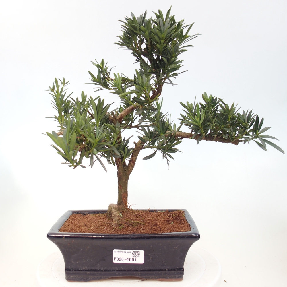 Camera bonsai - Podocarpus - Tasso delle pietre