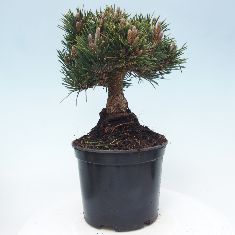 Bonsai da esterno - Pinus thunbergii senjyumaru - Pino di Thunberg