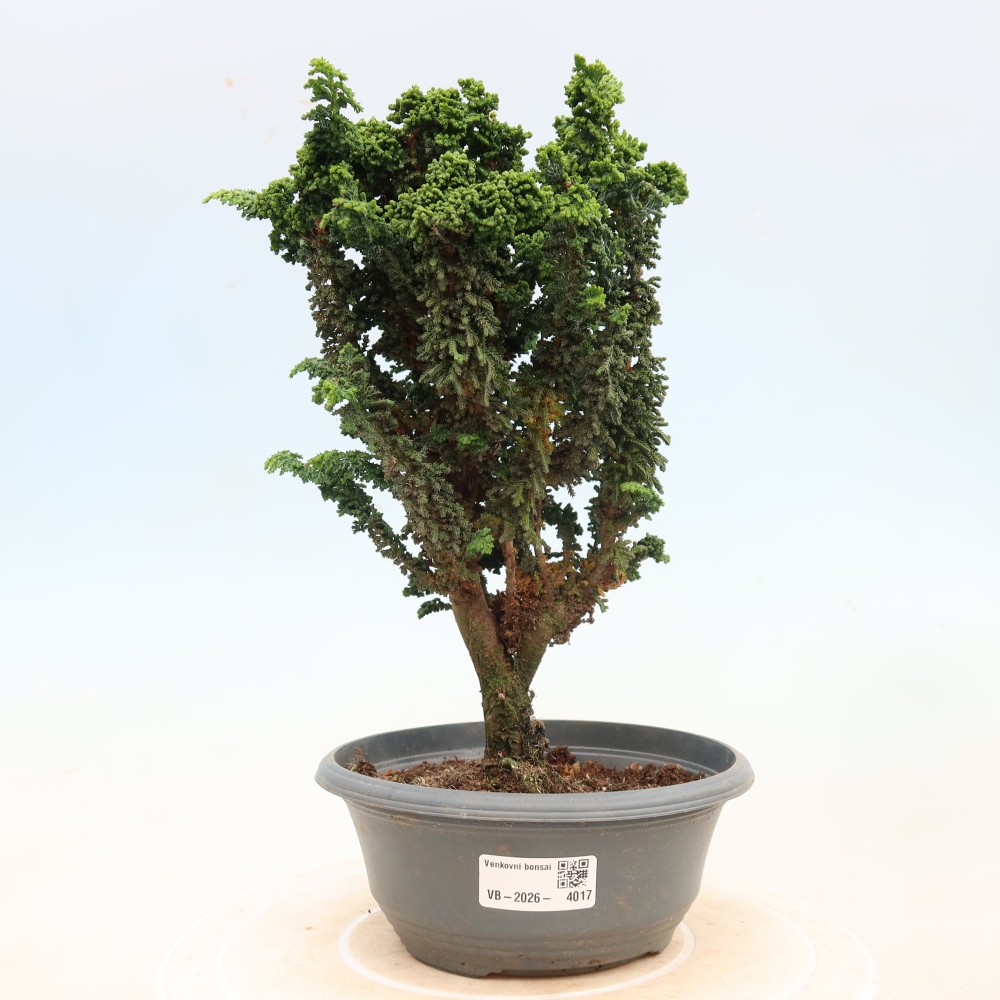 Bonsai da esterno - Cham. obtusa SEKKA HINOKI - Cipresso