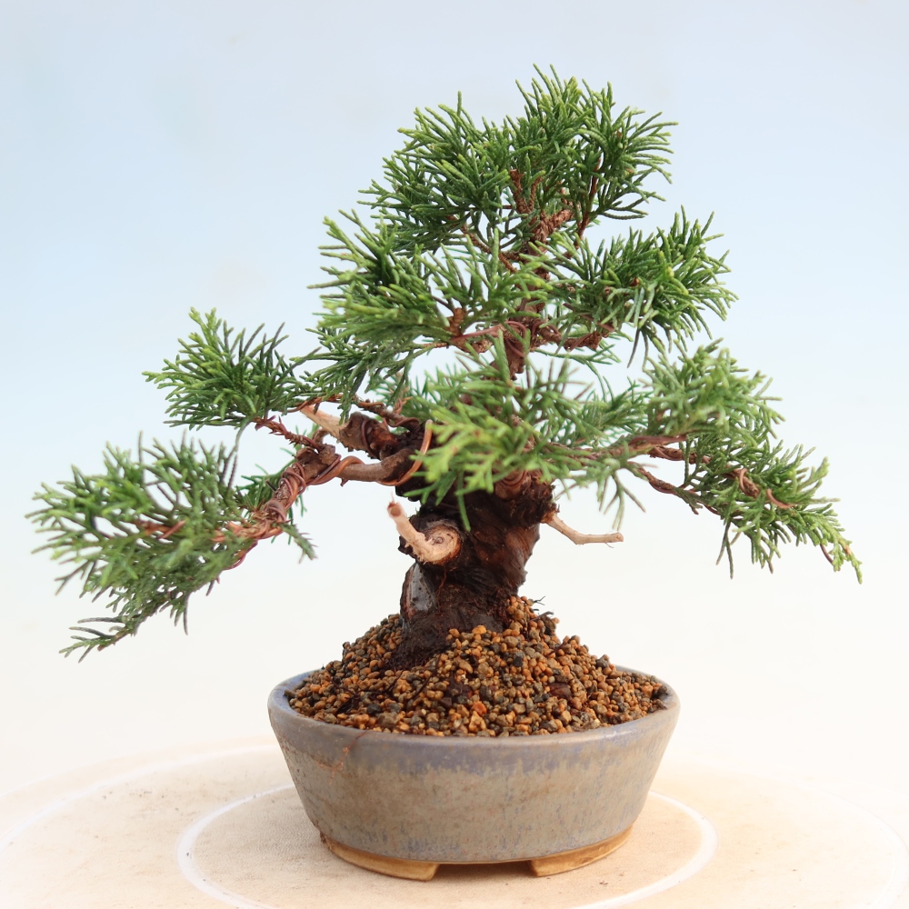 Bonsai da esterno - Juniperus chinensis Itoigawa