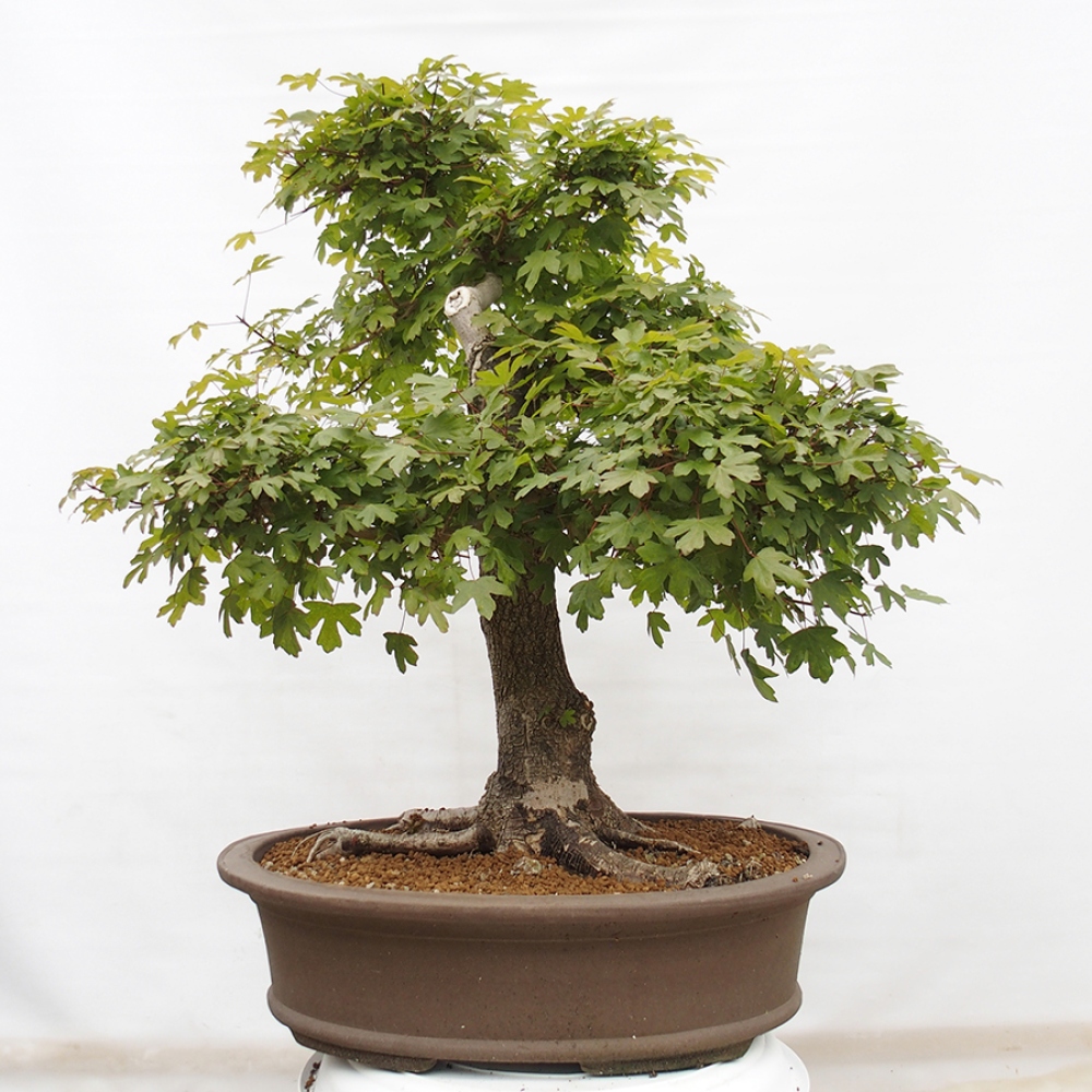 Bonsai da esterno - Acero francese - Acer Nonspessulanum