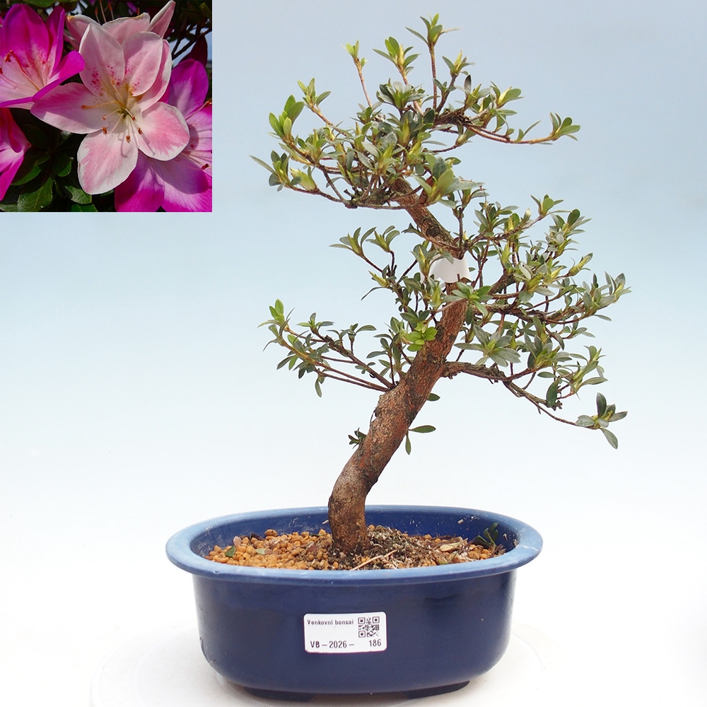 Bonsai da esterno - Azalea giapponese - Azalea Yoko