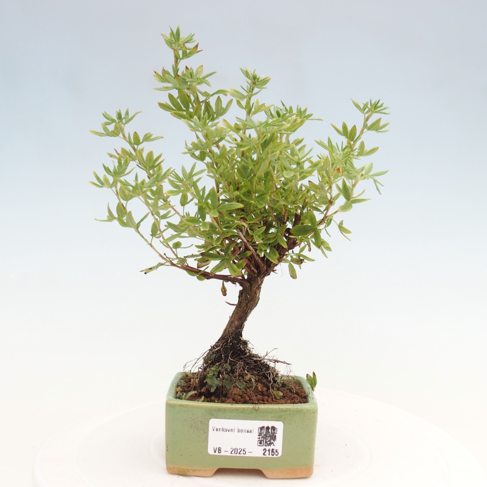 Bonsai da esterno - Potentila fruticosa yellow Bird