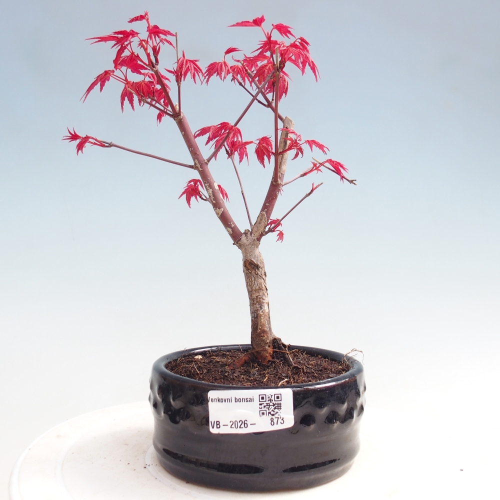 Bonsai da esterno - Acer palmatum DESHOJO