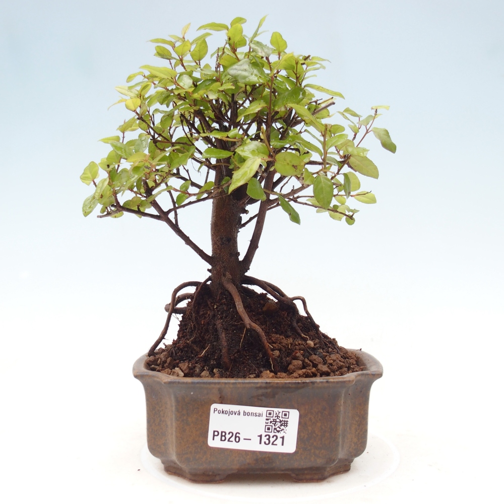 Camera bonsai - Sageretia thea - Sageretia thea