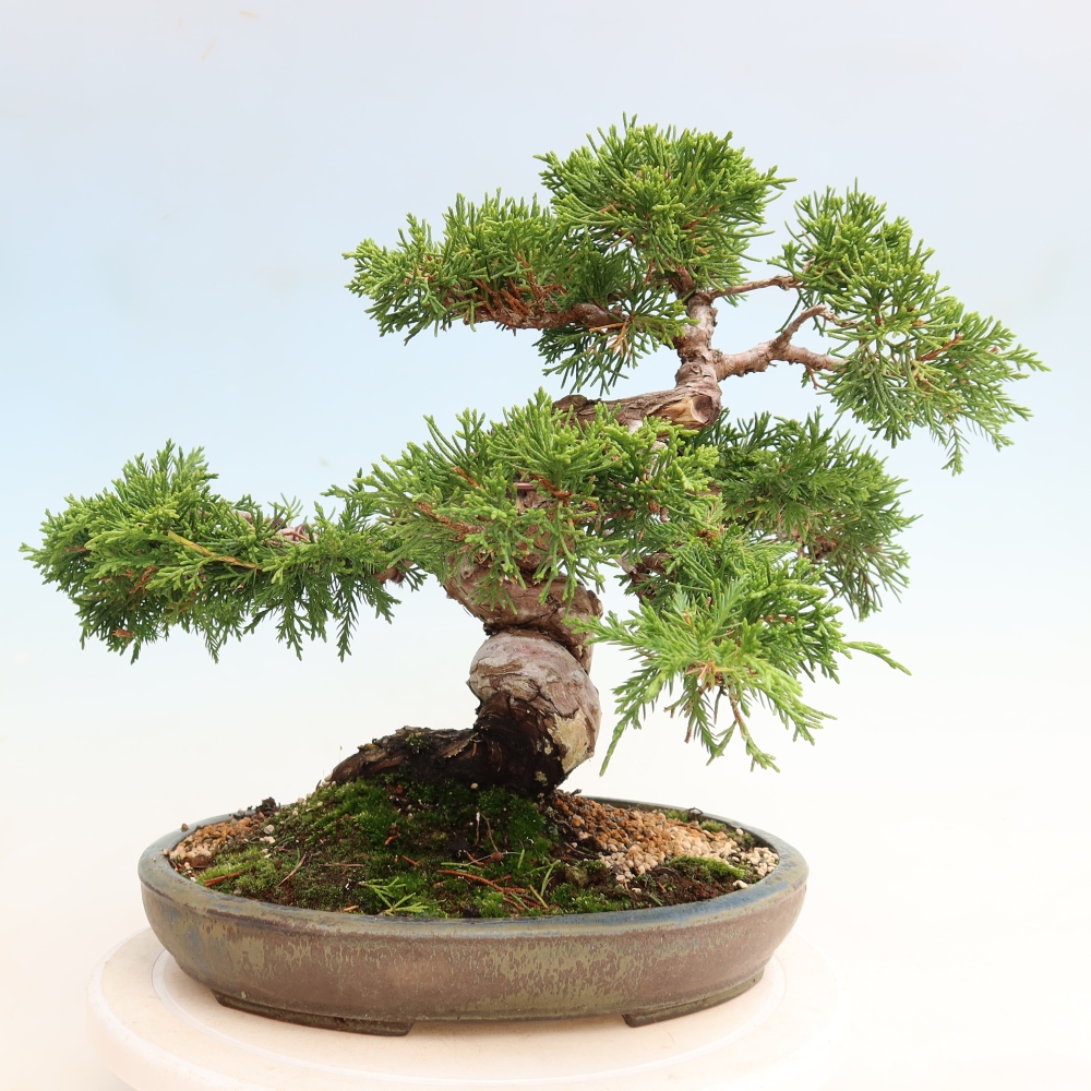 Bonsai da esterno - Juniperus chinensis Itoigawa-Juniperus chinensis