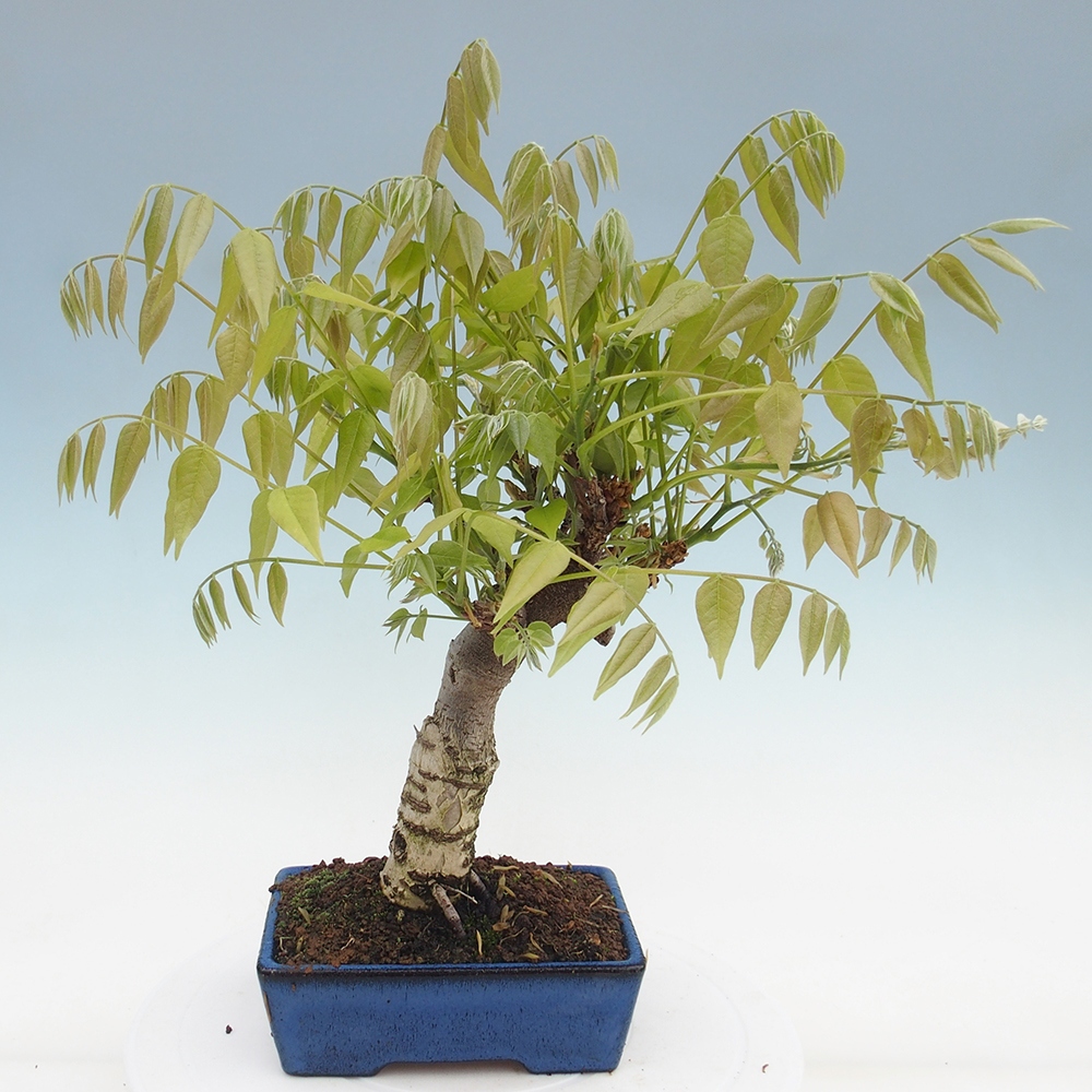 Bonsai da esterno - Glicine floribunda