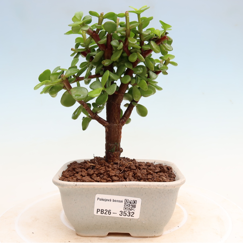 Camera bonsai - Portulakaria Afra - Tlustice