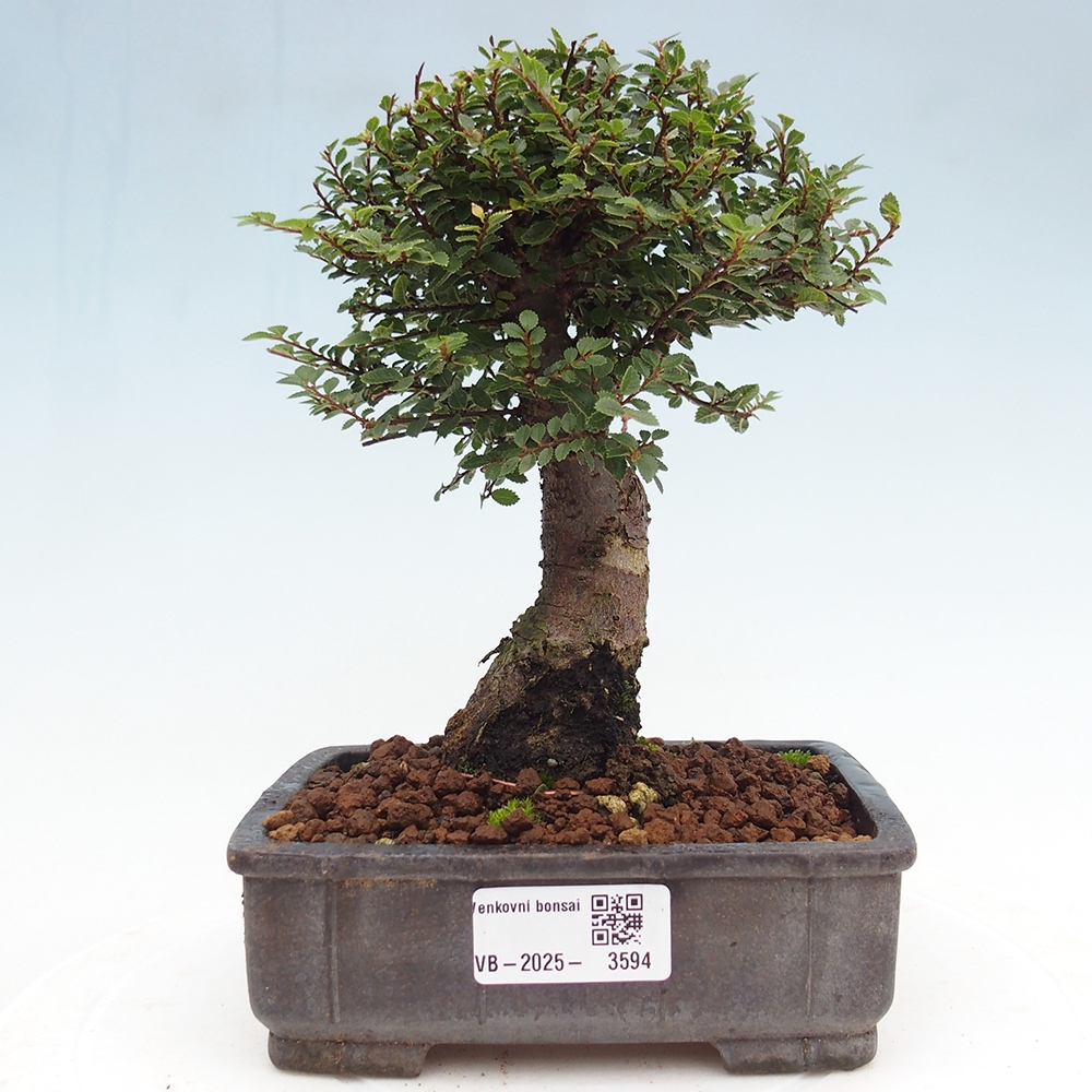 Bonsai da esterno - Ulmus parvifolia Hokkaido - Olmo cinese
