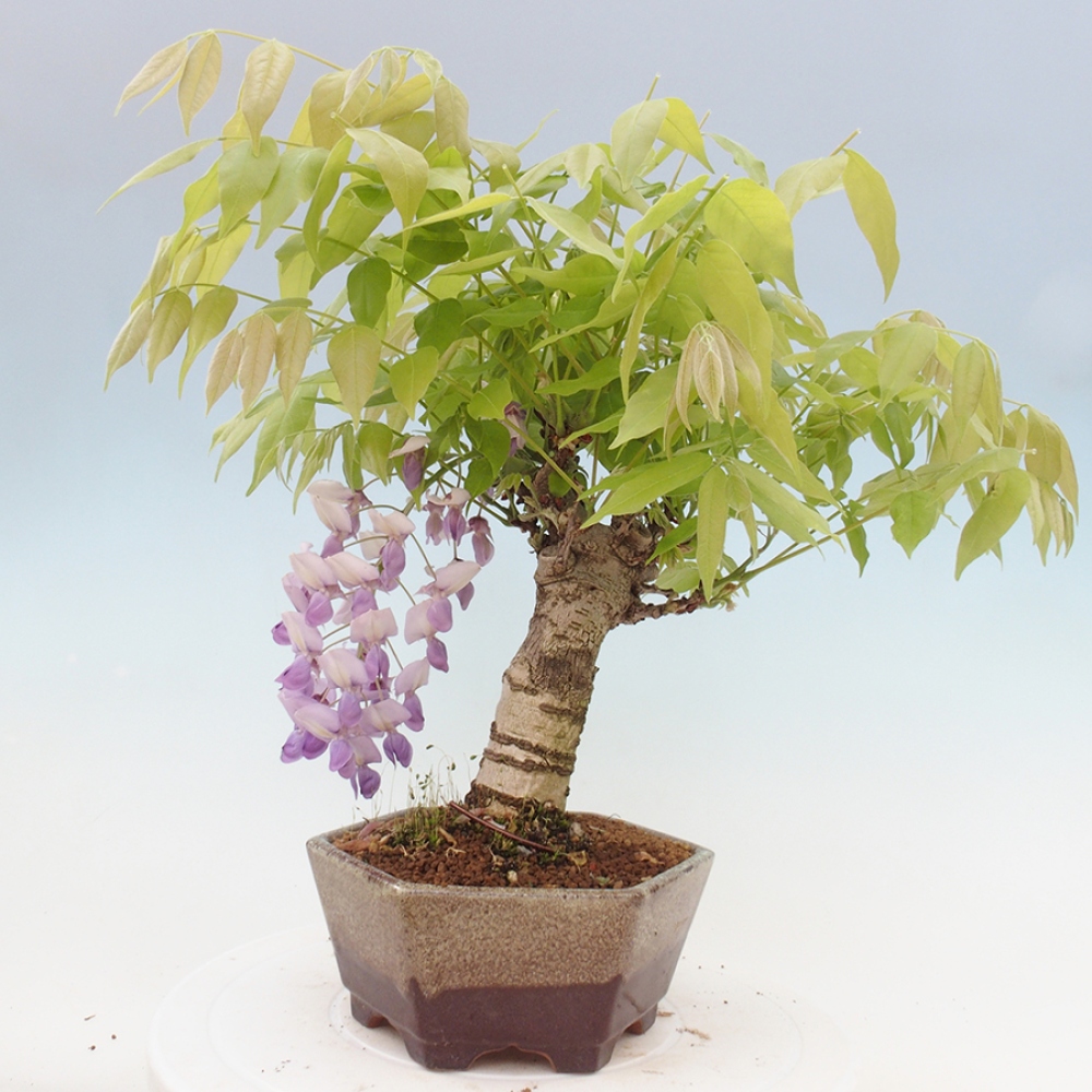 Bonsai da esterno - Glicine floribunda