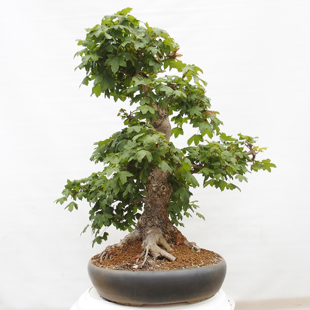 Bonsai da esterno -Javor babyka - Acer campestre