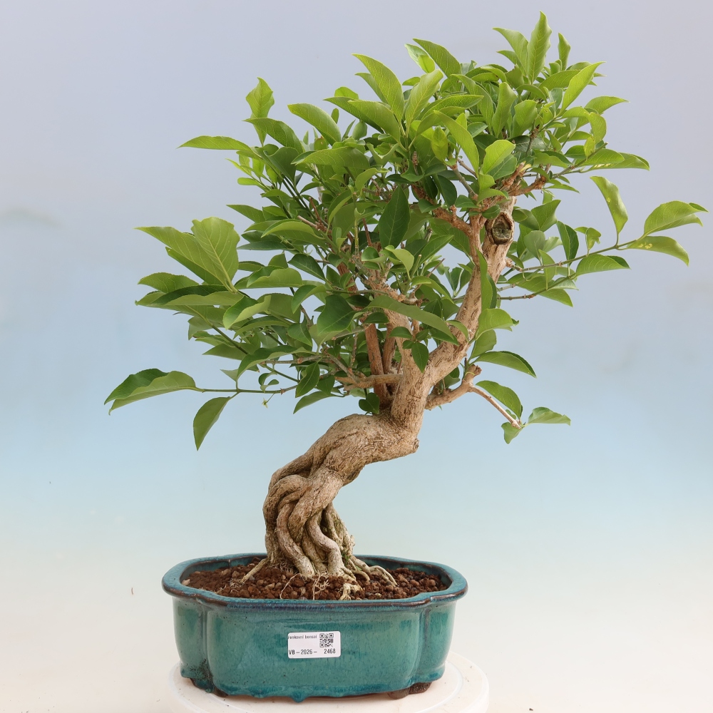 Bonsai da esterno - Olmo europeo - euonimus