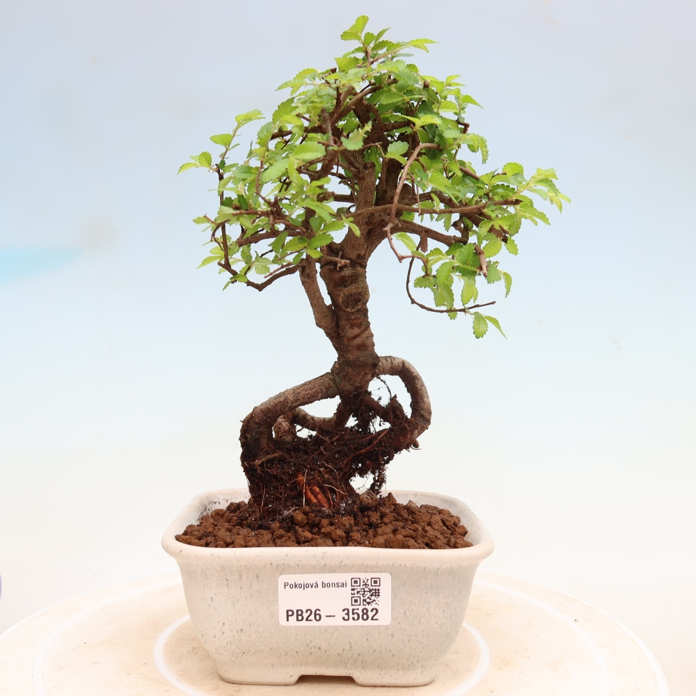 Camera bonsai - Ulmus parvifolia - Olmo a foglie piccole