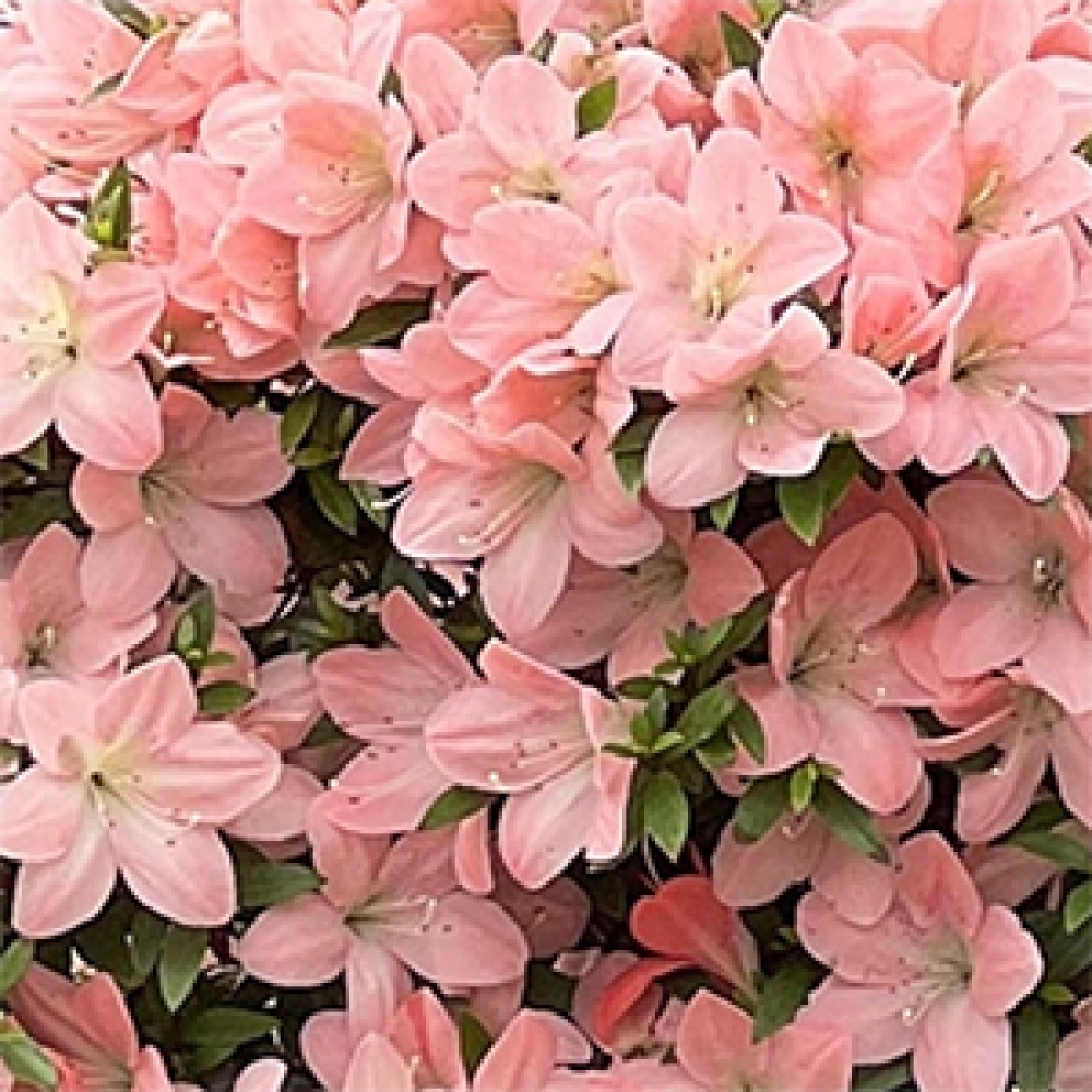 Bonsai da esterno - Azalea giapponese - Azalea Jukokan