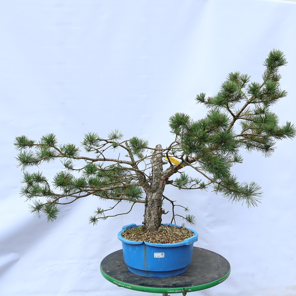 Pinus sylvestris Spagna - pino silvestre