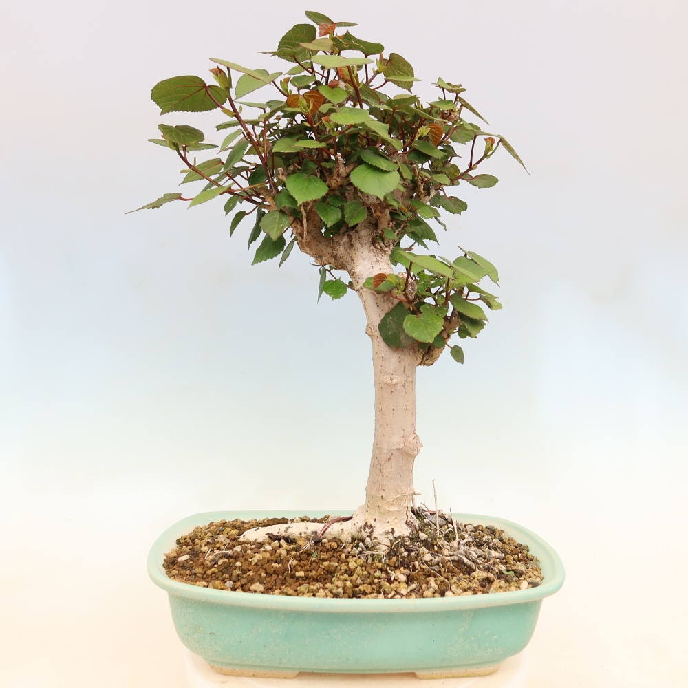 Bonsai da interno - Hibiscus tiliaceus - Ibisco marino