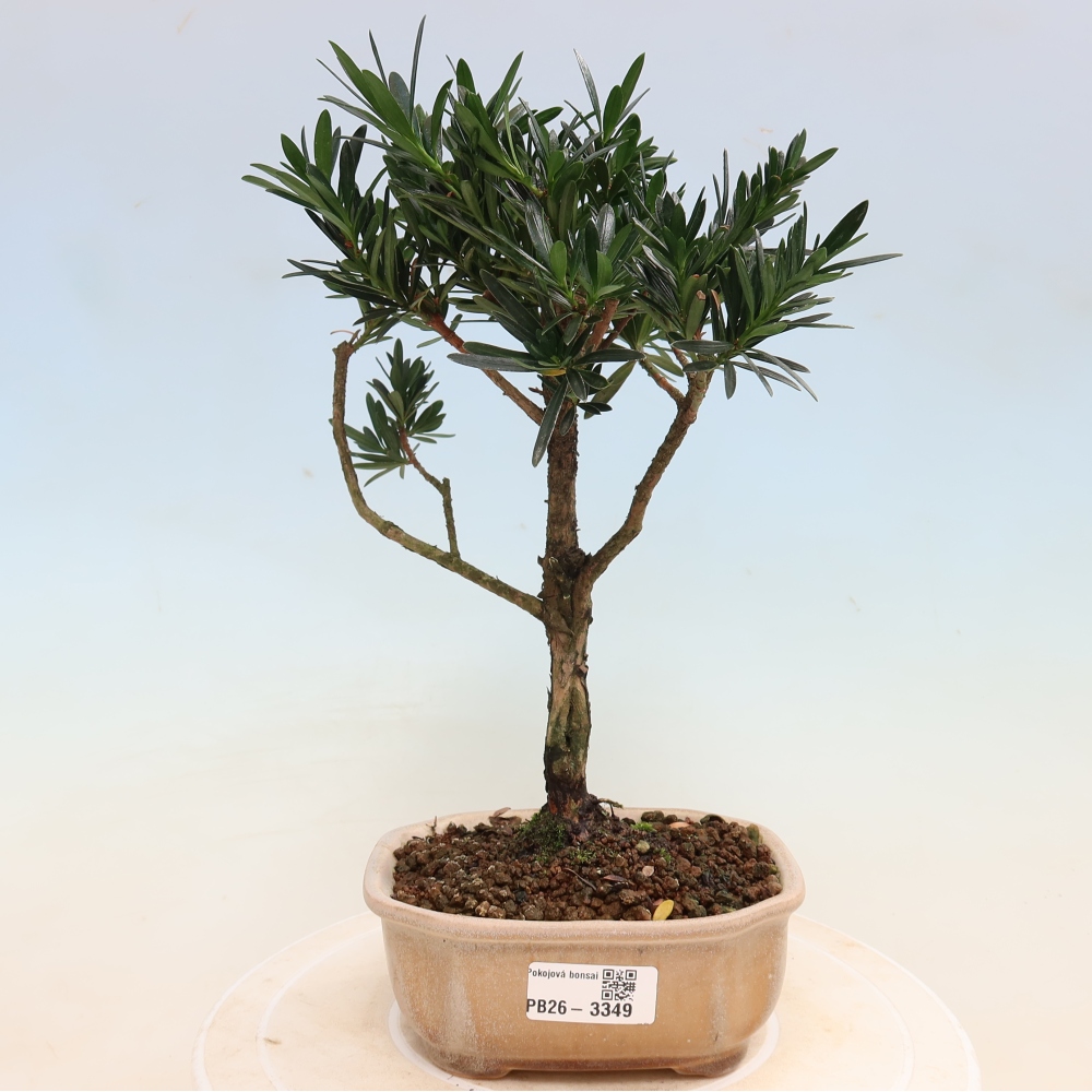 Camera bonsai - Podocarpus - Tasso delle pietre