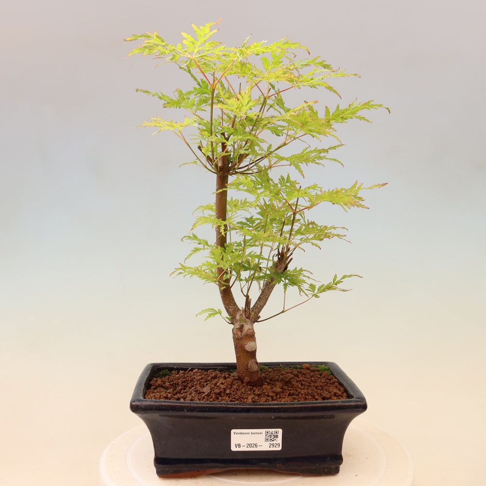Bonsai da esterno - Acer palmatum Dissectum