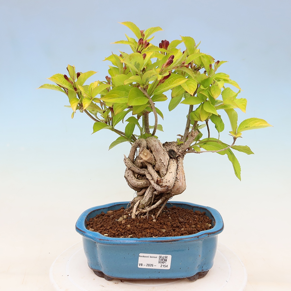Bonsai da esterno - Weigela subsessilis - Weigela coreana