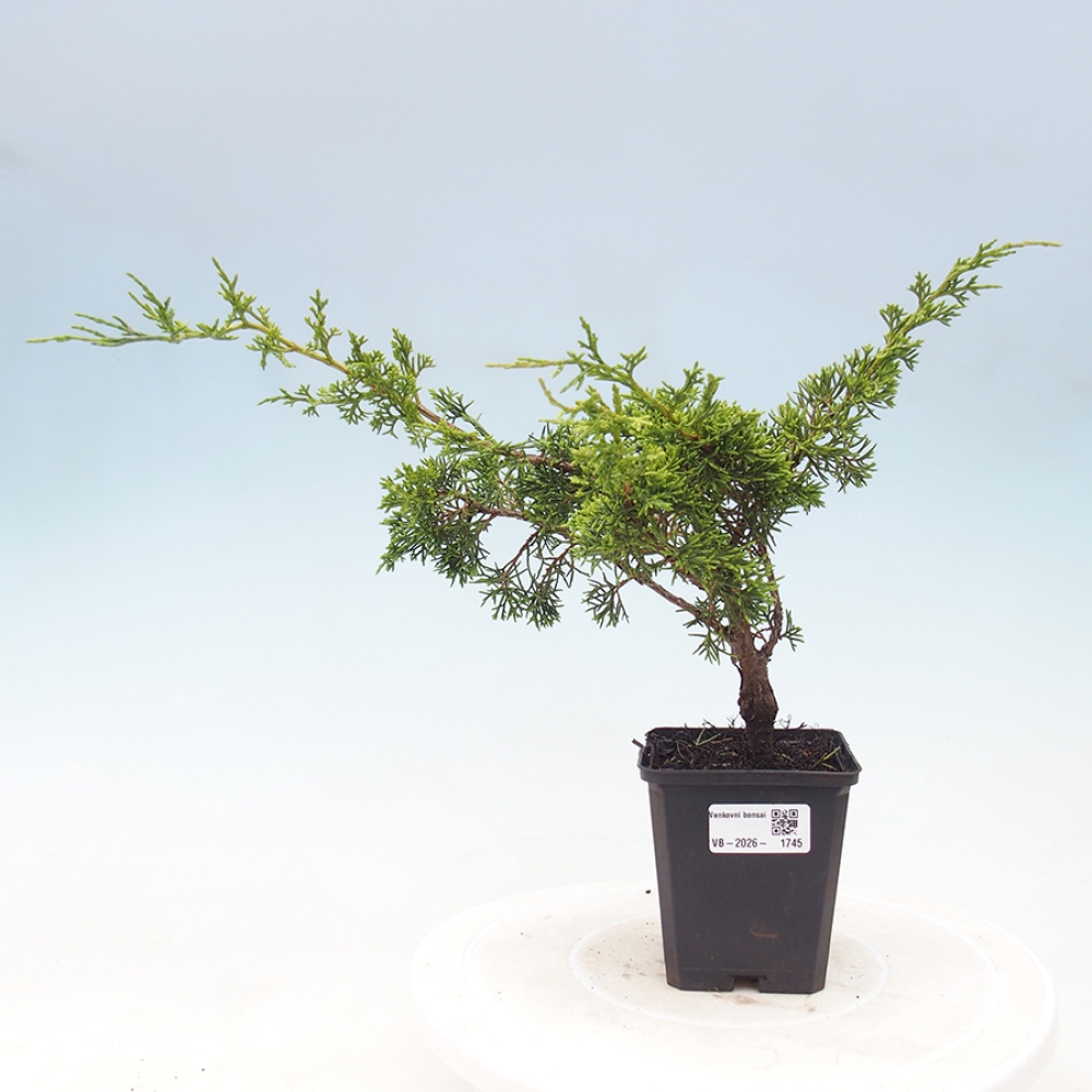 Bonsai da esterno - Juniperus chinensis Itoigawa