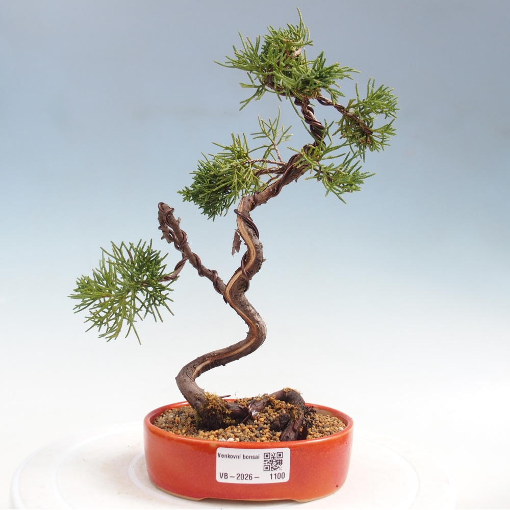Bonsai da esterno - Juniperus chinensis Kishu