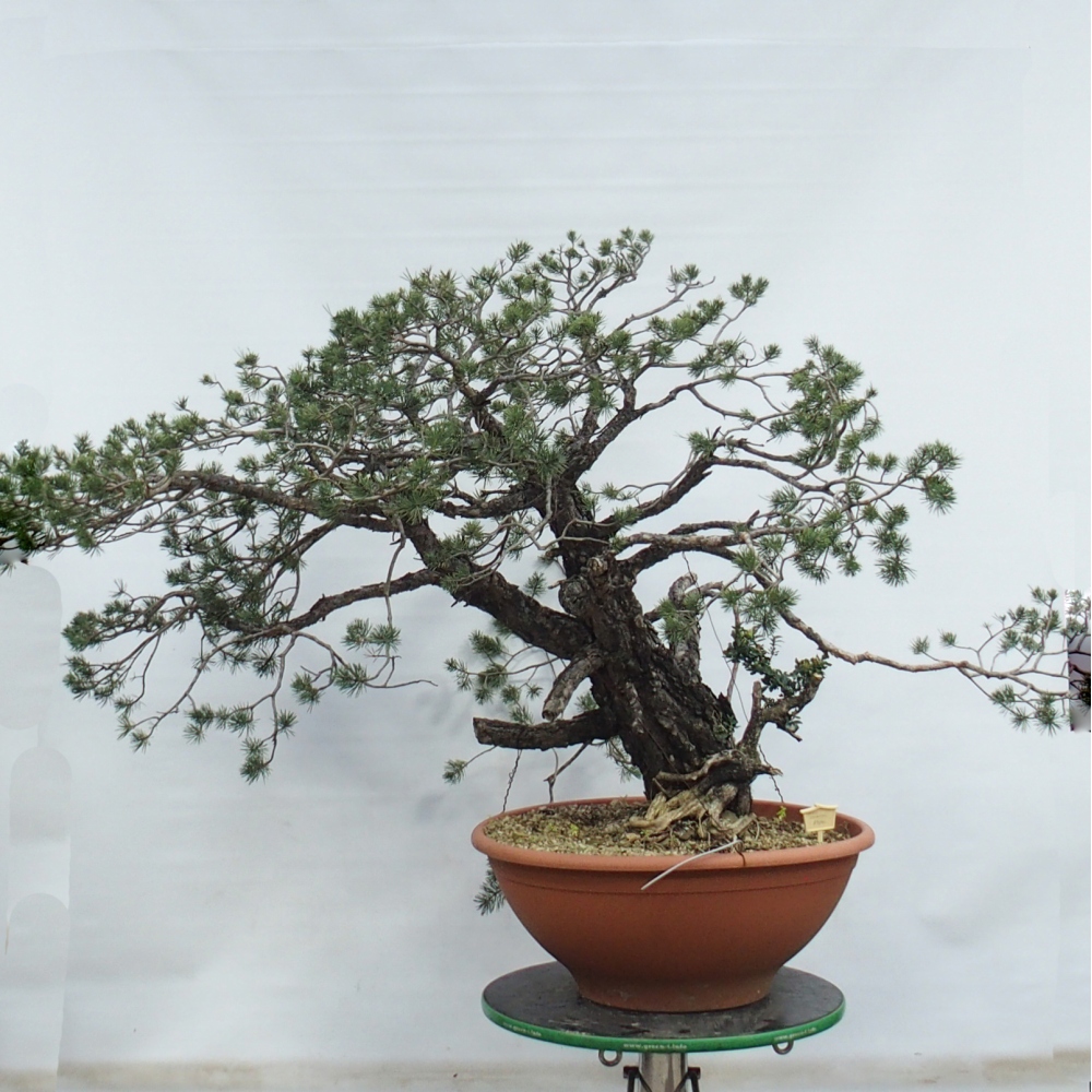 Yamadori - Pinus sylvestris Spagna