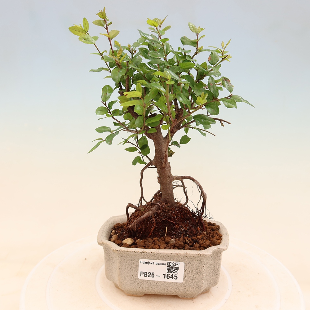 Camera bonsai - Sageretia thea - Sageretia thea