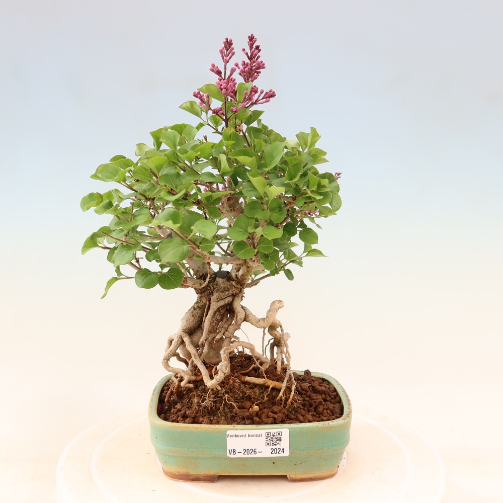 Bonsai da esterno - Syringa microphylla - lillà a fiore piccolo