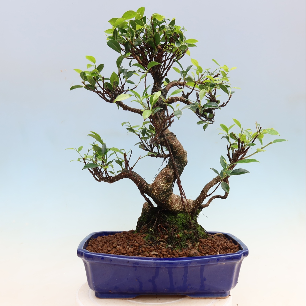Camera bonsai - Ficus kimmen - ficus a foglie piccole