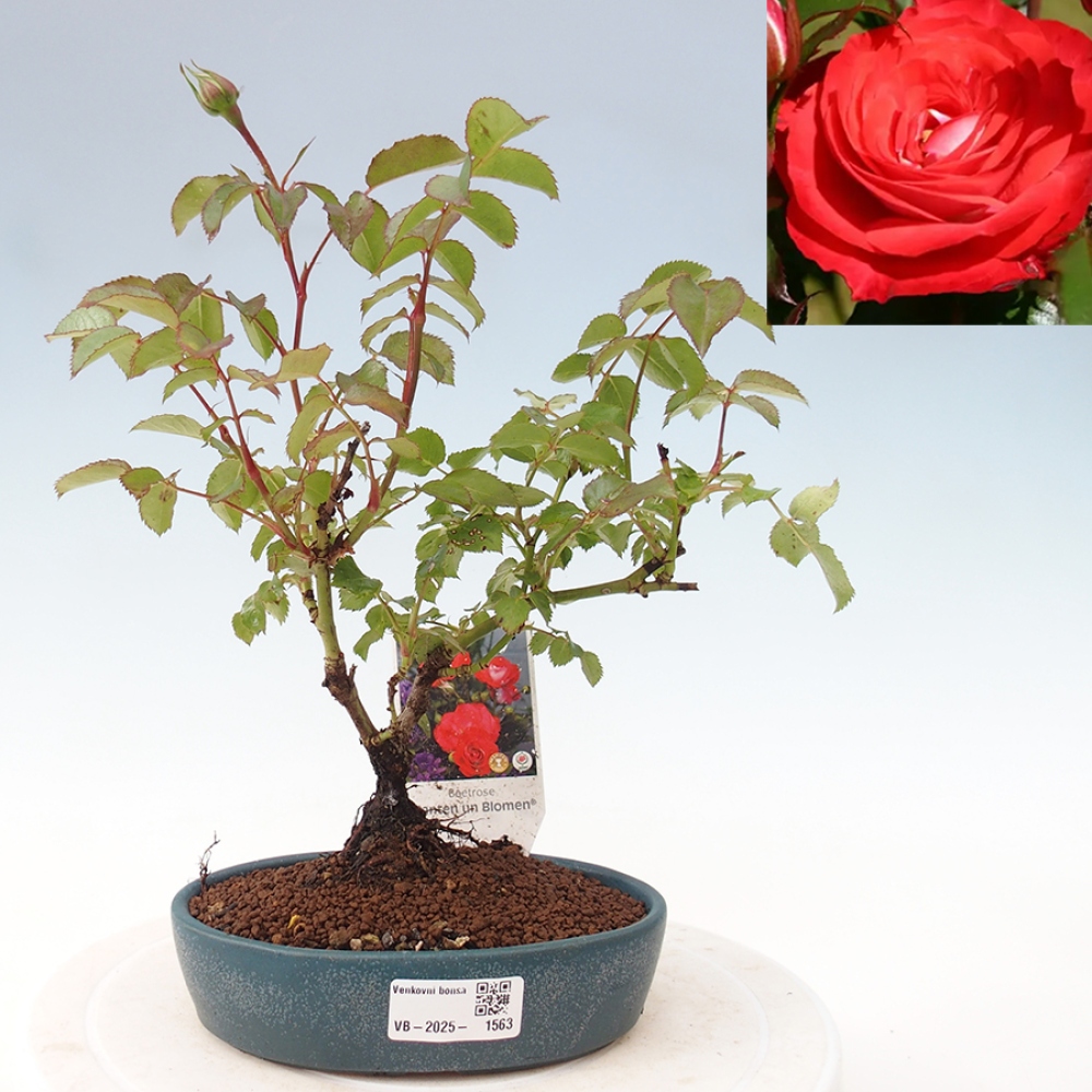 Bonsai da esterno - Rosa Kordes - rosa