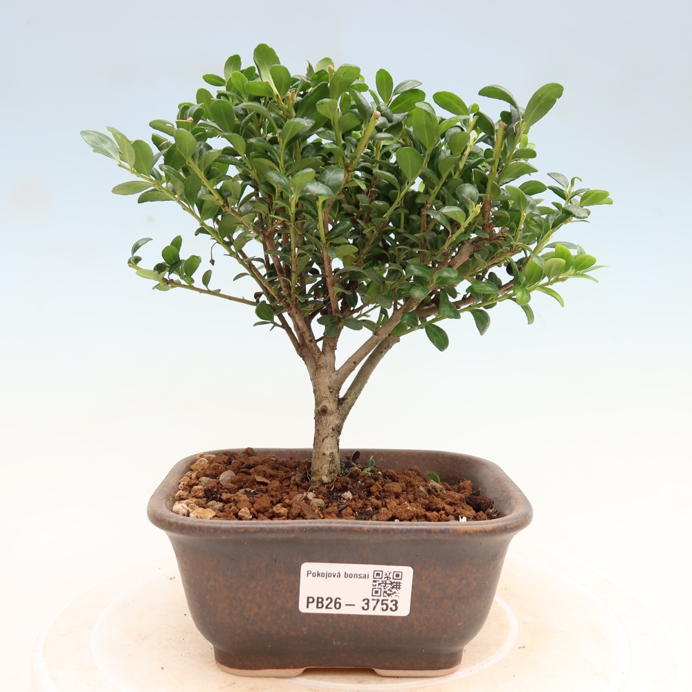 Camera bonsai - Ilex crenata - Agrifoglio