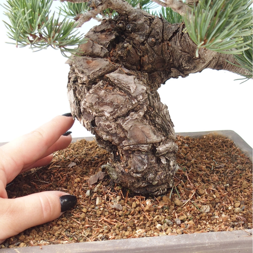 Bonsai da esterno - Pinus parviflora - Pinus parviflora