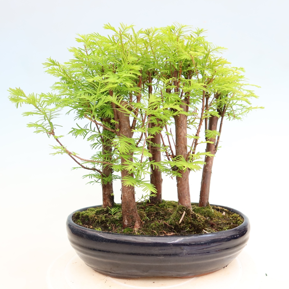 Bonsai da esterno - Metasequoia glyptostroboides - Metasequoia cinese - boschetto