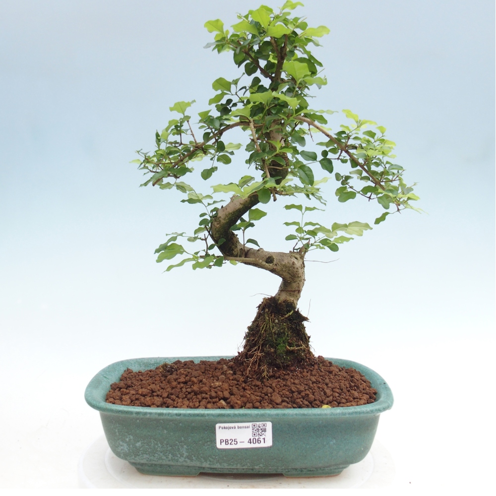 Camera bonsai -Ligustrum chinensis - Becco d'uccello
