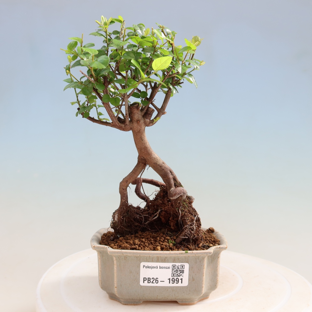 Camera bonsai - Sageretia thea - Sageretia thea