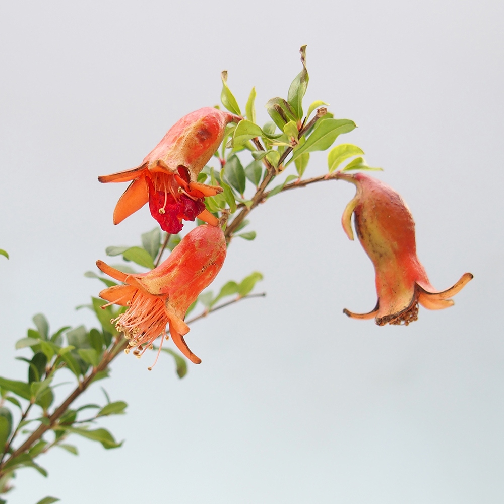 Camera bonsai-PUNICA granatum nana-Mela granata