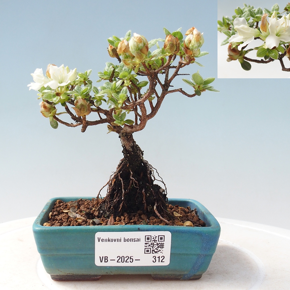Bonsai da esterno - Rhododendron indicum - Azalea giapponese