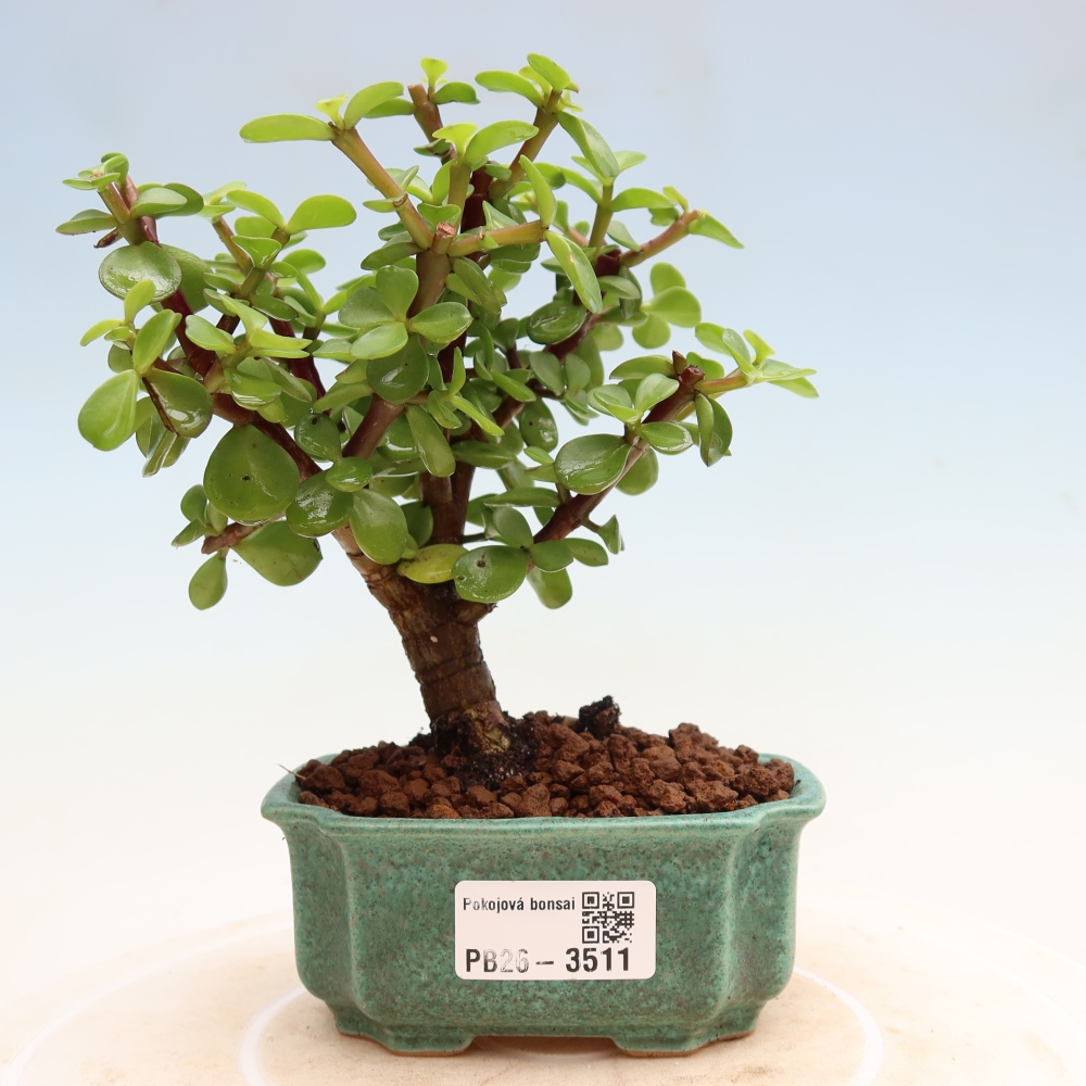Camera bonsai - Portulakaria Afra - Tlustice