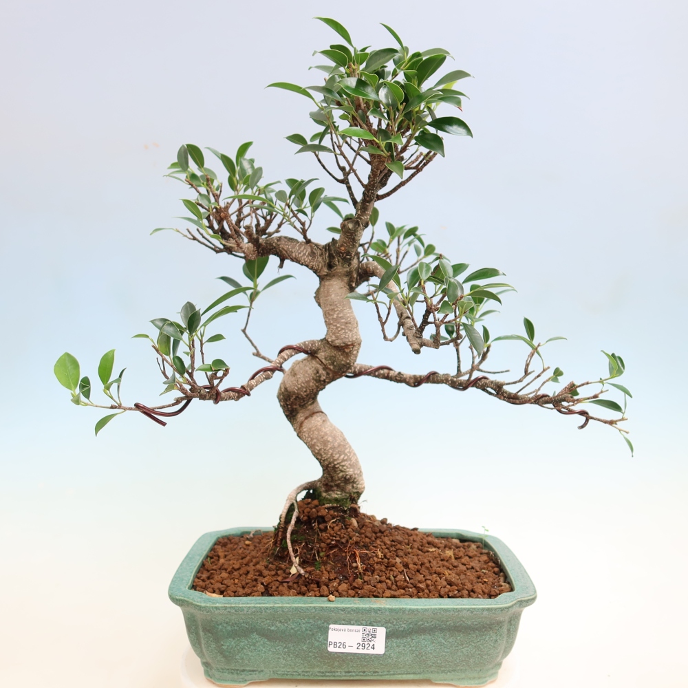 Camera bonsai - Ficus kimmen - ficus a foglie piccole