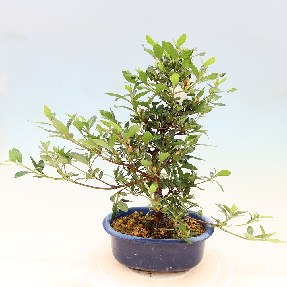 Bonsai da esterno - Azalea giapponese - Azalea Shinsei