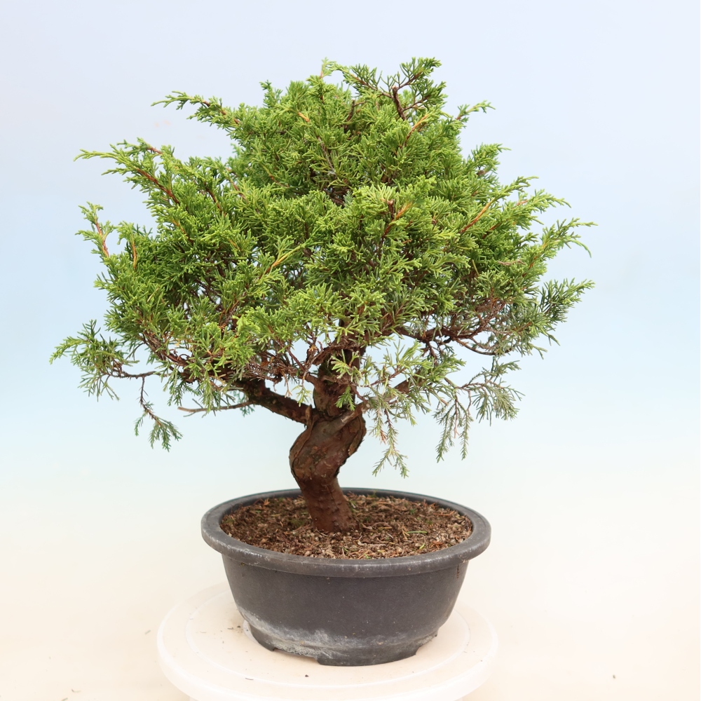 Bonsai da esterno - Juniperus chinensis Itoigawa-Juniperus chinensis
