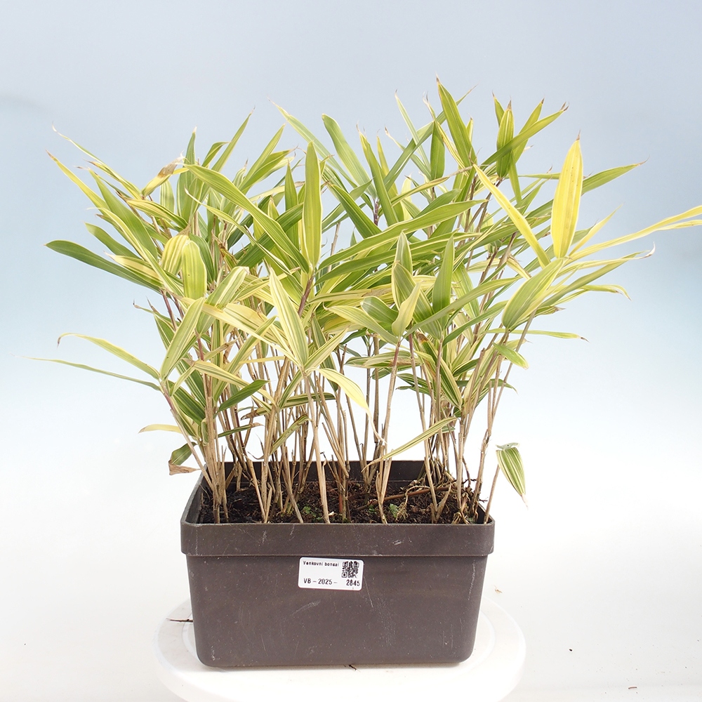 Bonsai da esterno - Sasaella masamuneana Albostriata - Bambù