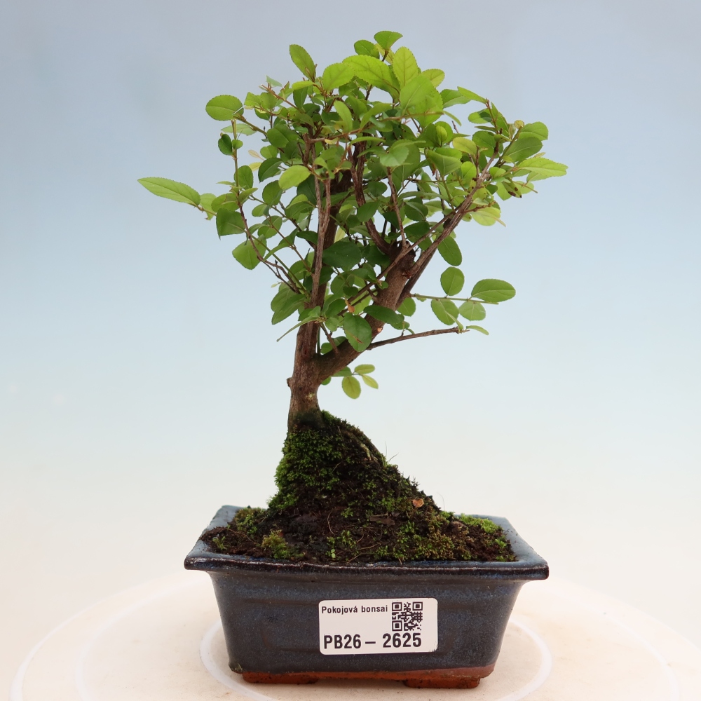 Camera bonsai - Sageretia thea - Sageretia thea