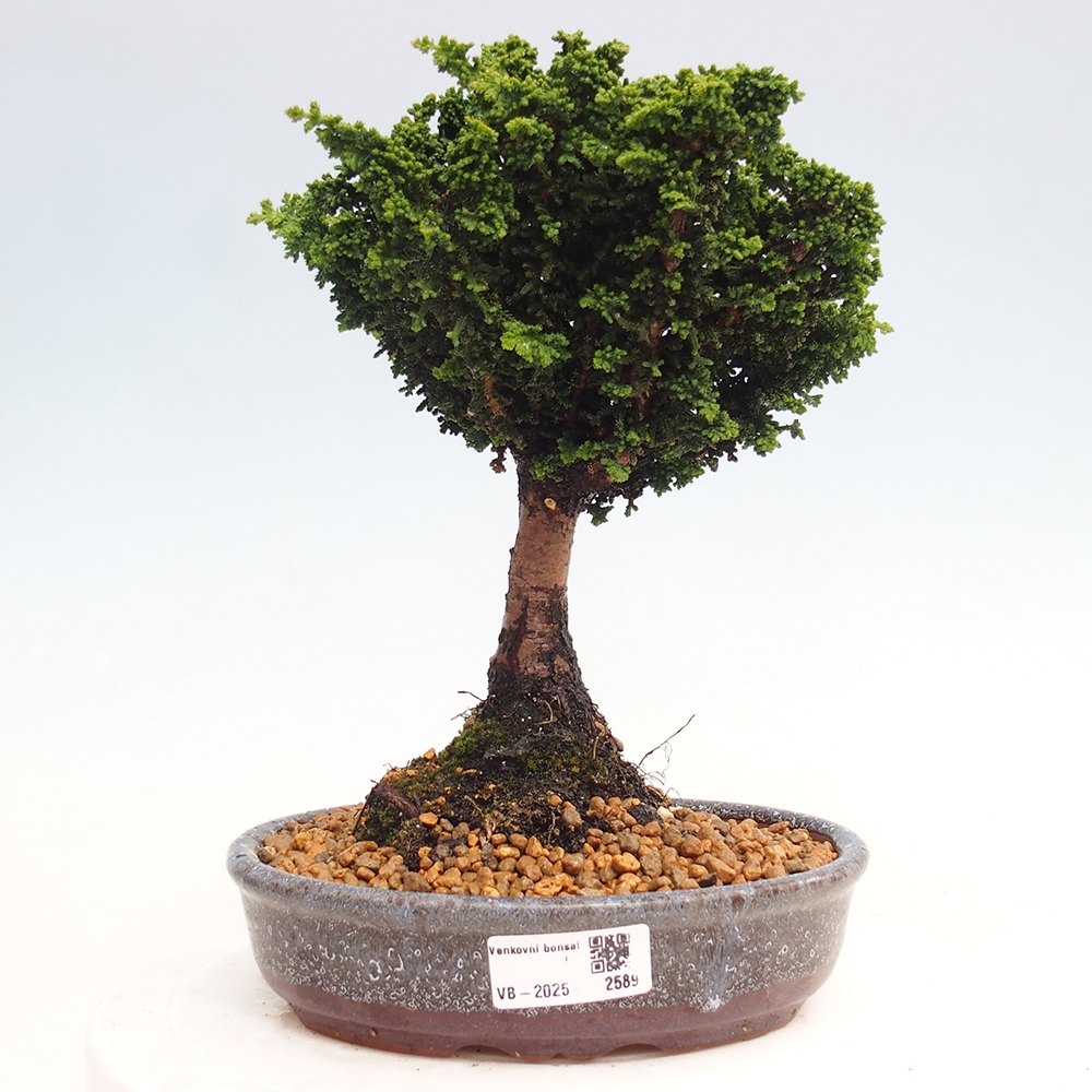 Bonsai da esterno - Cham. obtusa SEKKA HINOKI - Cipresso