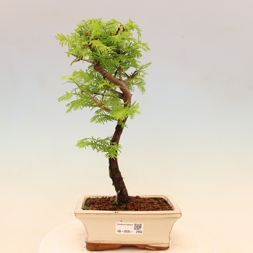 Bonsai da esterno - Metasequoia glyptostroboides - Metasequoia cinese
