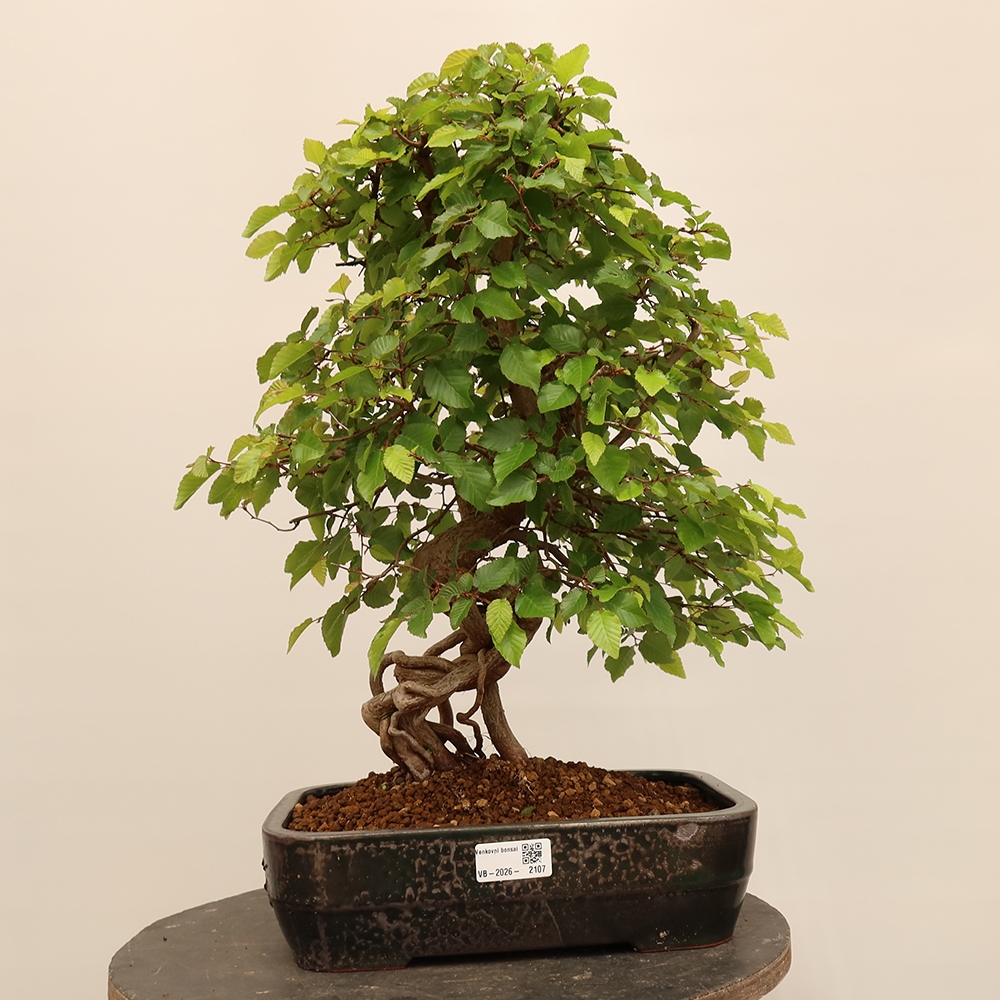 Bonsai da esterno -Carpinus Coreana - Carpino coreano