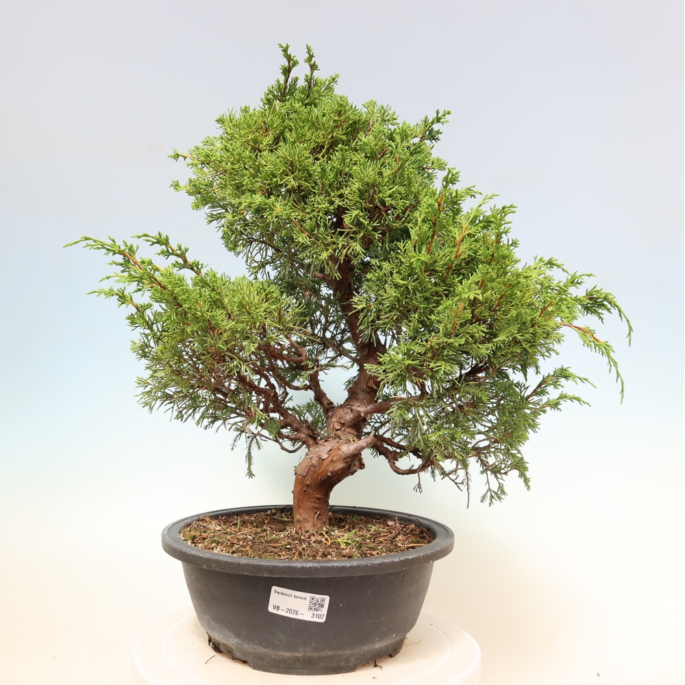 Bonsai da esterno - Juniperus chinensis Itoigawa-Juniperus chinensis